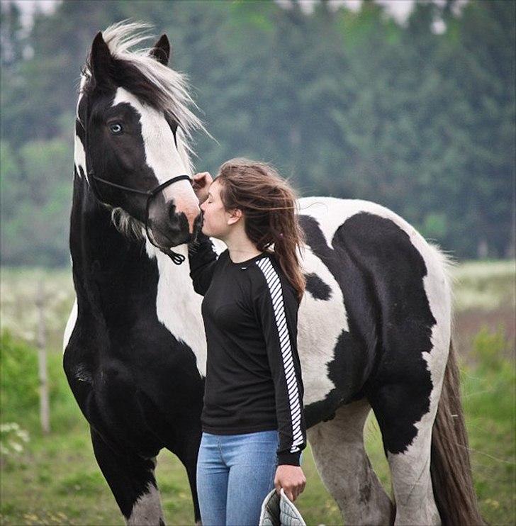 Irish Cob Celtic Blue Chulainn billede 1