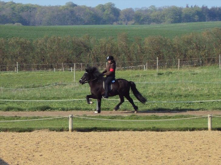 Islænder Hlynir Fra Gl. Essendrup - Knurreborg 23-24 april 2011 billede 15