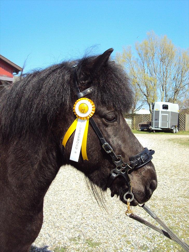 Islænder Hlynir Fra Gl. Essendrup - Knurreborg 23-24 april 2011. delt 4 plads i T5 billede 16