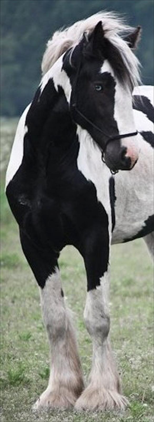 Irish Cob Celtic Blue Chulainn billede 6