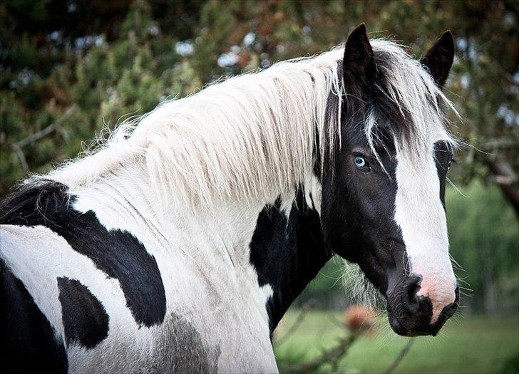Irish Cob Celtic Blue Chulainn billede 13