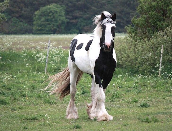 Irish Cob Celtic Blue Chulainn billede 10