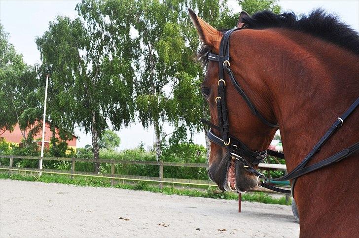 Anden særlig race Star - Frøken Smilla, leger stridshest, med den man :P haha billede 12