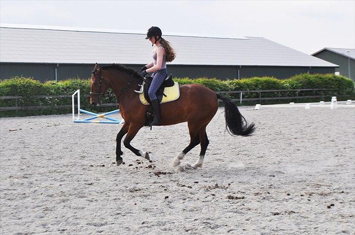 Anden særlig race Star - Galop igen ige, uden stigbøjler, så jeg kan sidde bedre ;) billede 13