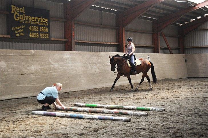 Anden særlig race Star - Trave, trave, mens springene bliver sat op ;) billede 14