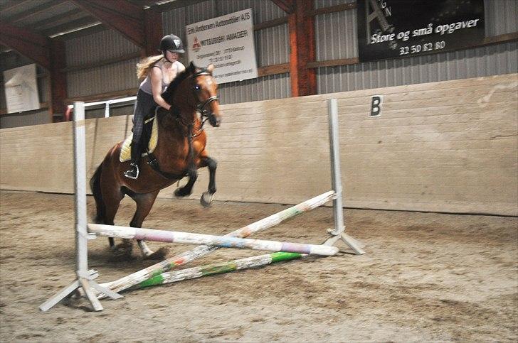 Anden særlig race Star - Kyds :D Den fine lille ponyhest, reder mig tit ;D billede 15