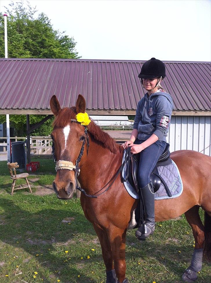 Irsk Sportspony Rivertown's Rose - hygge - svejstrup.
hygge efter dressur <3 billede 5