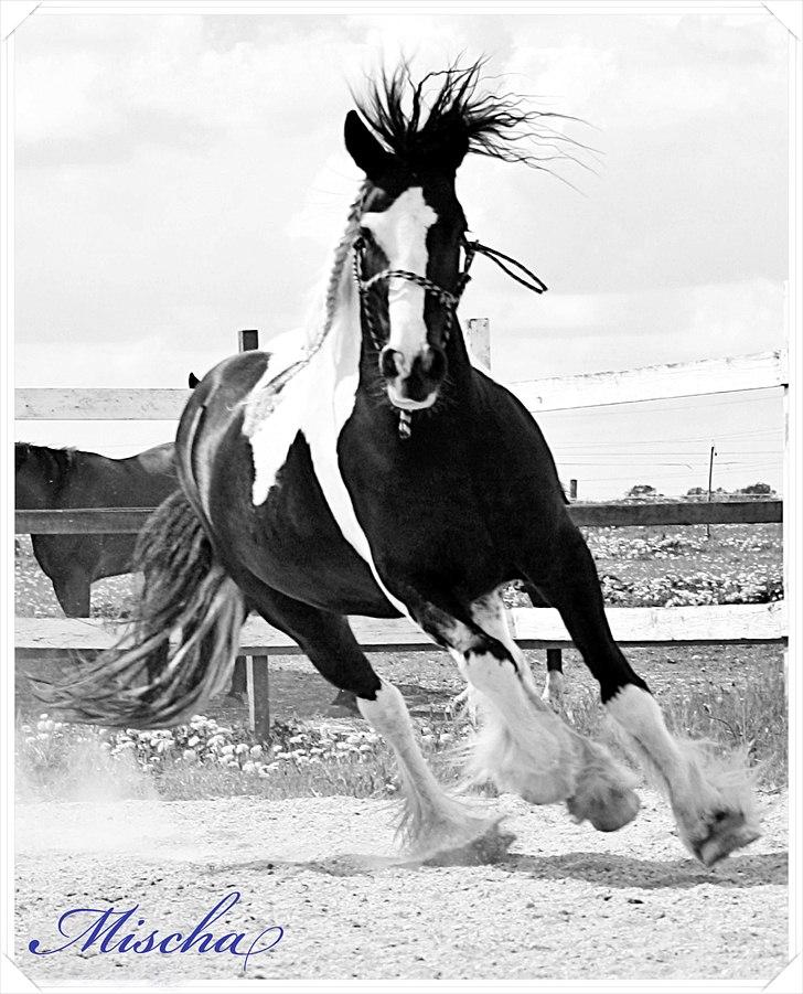 Irish Cob Mischa billede 12