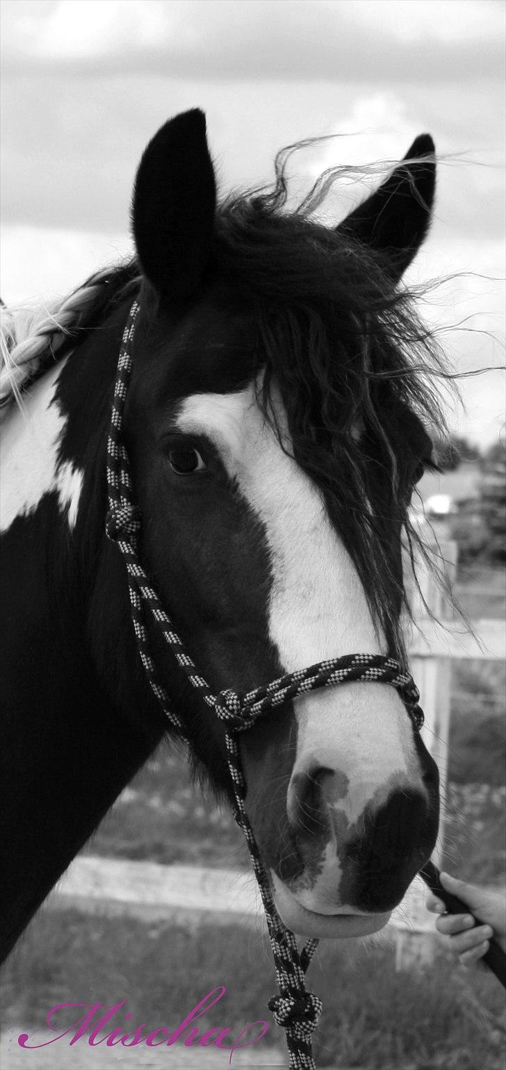 Irish Cob Mischa billede 1