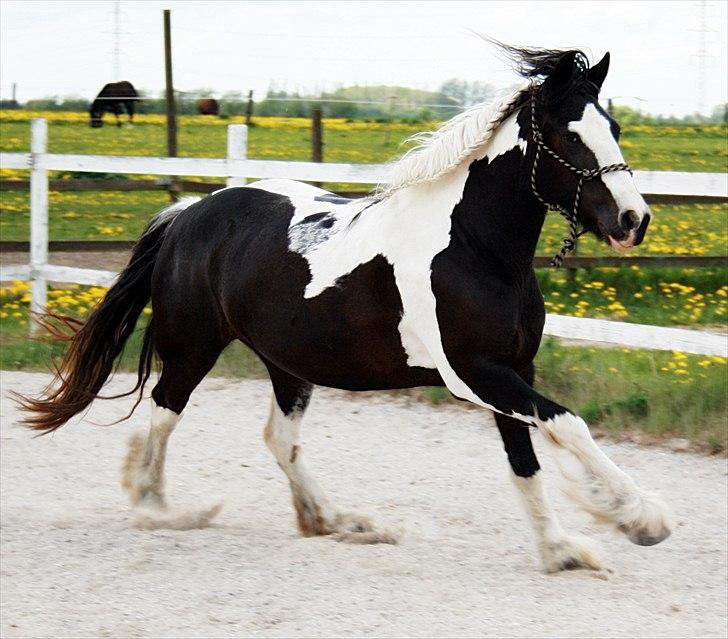 Irish Cob Mischa billede 9