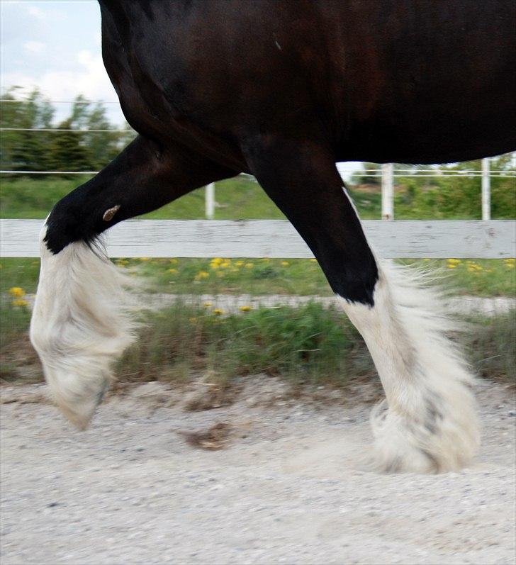 Irish Cob Mischa billede 4