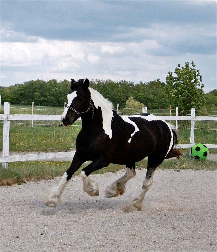 Irish Cob Mischa billede 7