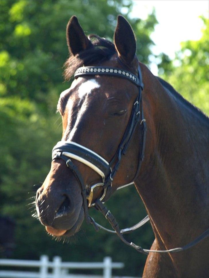 Dansk Varmblod Hoecks Donavan billede 11