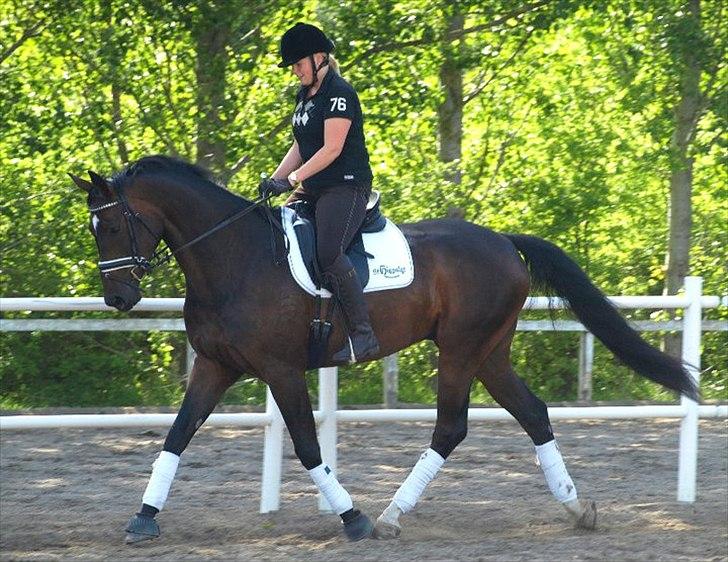 Dansk Varmblod Hoecks Donavan billede 13