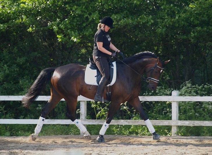 Dansk Varmblod Hoecks Donavan billede 14