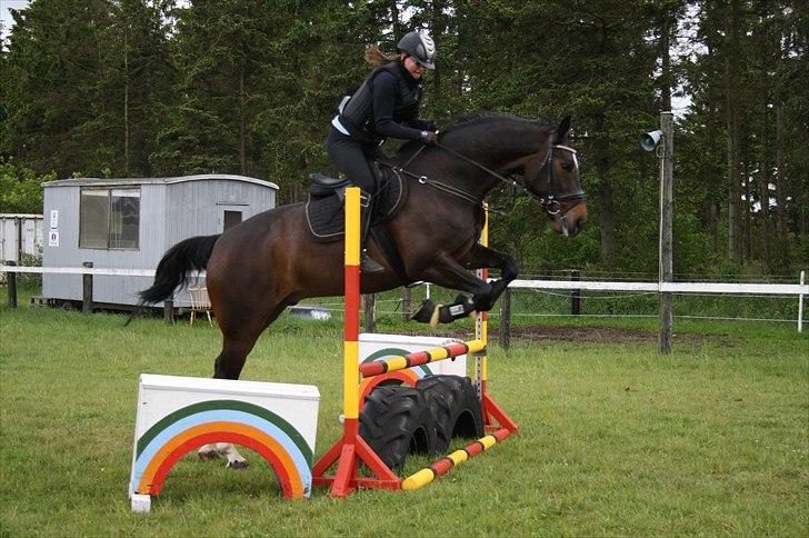 Dansk Varmblod Taarupgaards Cupid <3 billede 18