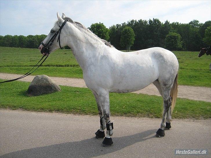 DSP Tranholms Maici *Givet væk* billede 16