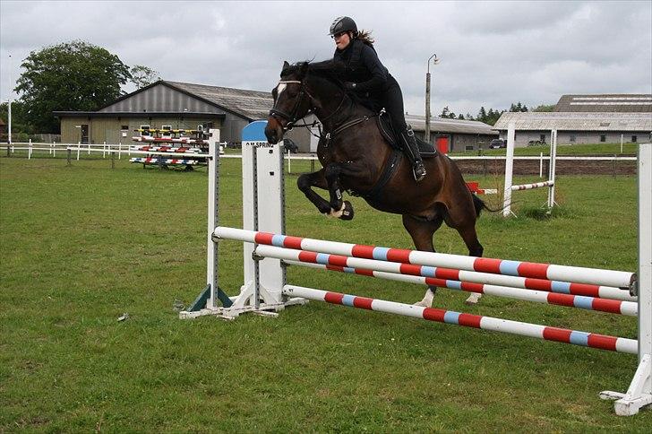 Dansk Varmblod Taarupgaards Cupid <3 billede 19