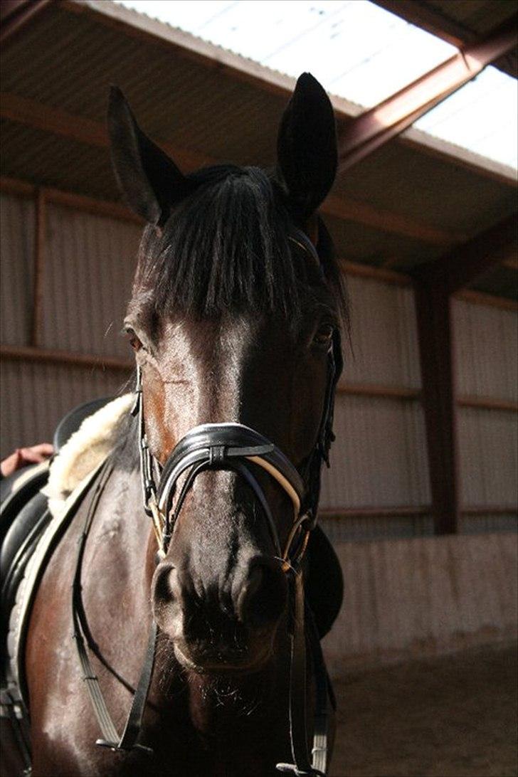 Dansk Varmblod Hacky Zack Firfod - Jeg ved jeg er lækker!! billede 1