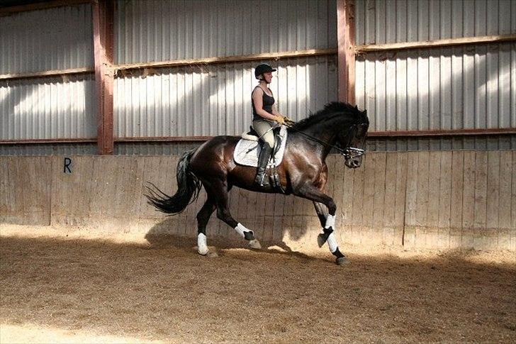 Dansk Varmblod Hacky Zack Firfod - Undervisning Stutteri Hønnerup billede 2