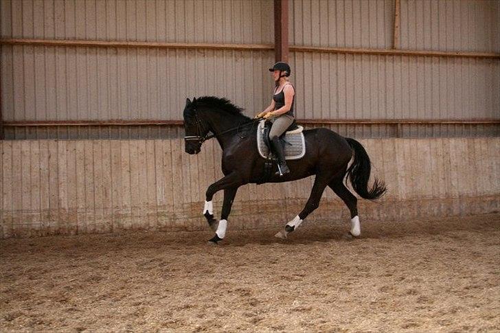 Dansk Varmblod Hacky Zack Firfod - Undervisning Stutteri Hønnerup billede 3