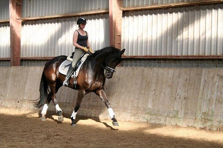 Dansk Varmblod Hacky Zack Firfod - Undervisning Stutteri Hønnerup billede 4