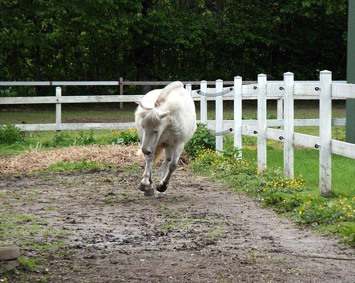 Anden særlig race Hygums Kiki billede 20