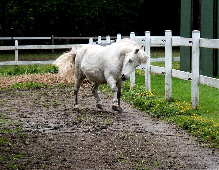 Anden særlig race Hygums Kiki billede 5