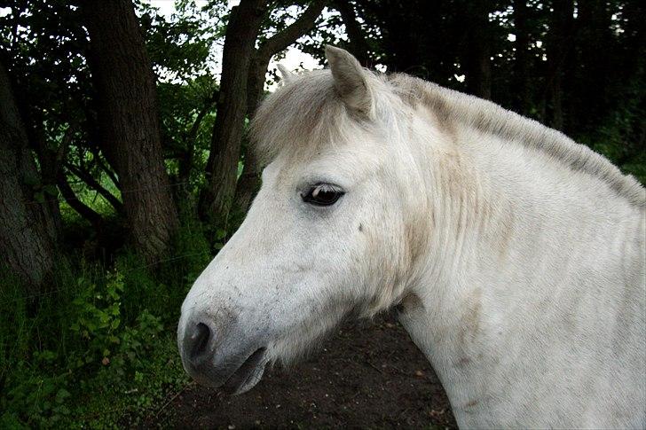 Anden særlig race Hygums Kiki billede 1
