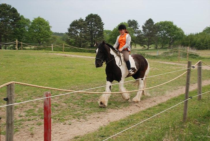 Irish Cob » KOUSGAARDENS SIR MICKEY - 20) "I love you. Not for what you are or what you do, but for what I am, when I'm with you." billede 20