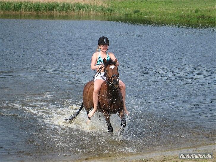 New Forest Marron (PART) - Marron og mig i hjortekærsøen :-) billede 20