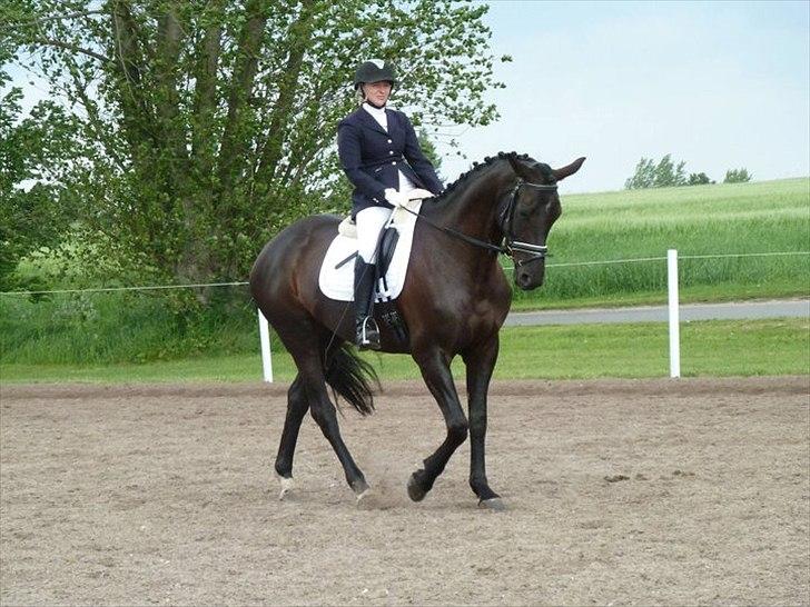 Dansk Varmblod Hacky Zack Firfod - Opvarmning til første La1 klasse billede 5