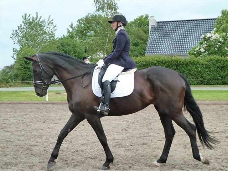 Dansk Varmblod Hacky Zack Firfod - Opvarmning til første La1 klasse billede 6