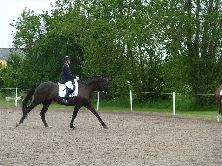 Dansk Varmblod Hacky Zack Firfod - Opvarmning til første La1 klasse billede 7