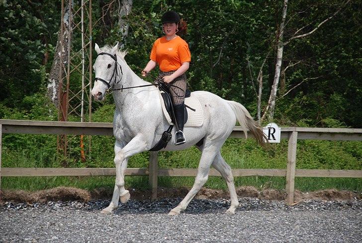 Anden særlig race JUNIQUE - 20) Galop, dressurtræning. Han er blevet meget bedre! (: billede 20