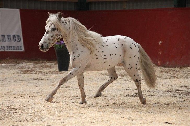 Miniature | NKG Fighter *avls hingst* | billede 12