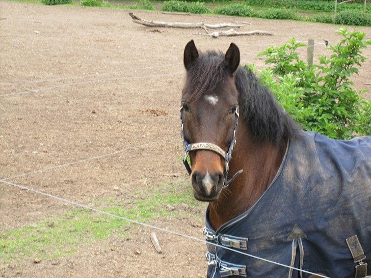 Tysk Sportspony Timo 215¨ - Timo på fold. 
Fotograf: Nikita Kristina Riber billede 10