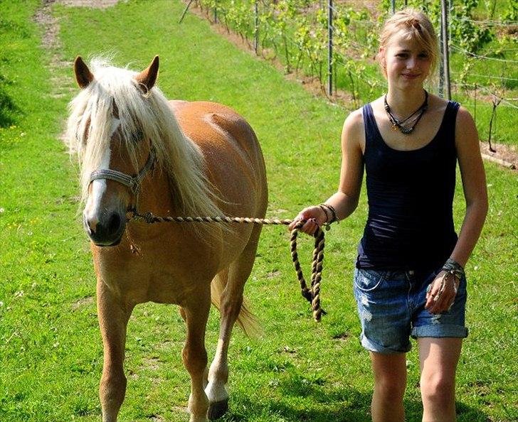 Haflinger Fiona billede 2