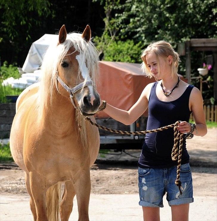 Haflinger Fiona billede 3