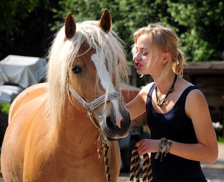 Haflinger Fiona billede 4