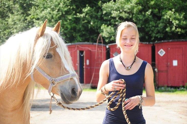 Haflinger Fiona billede 5