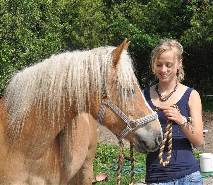 Haflinger Fiona billede 6