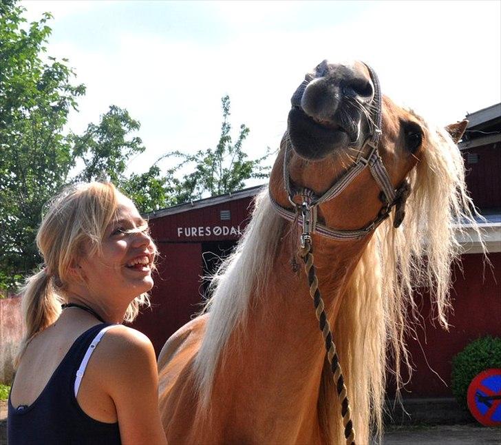Haflinger Fiona billede 7