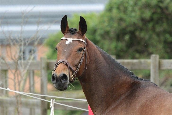 Anden særlig race Tatianna [ R.I.P ] - Foto: Renee Kristensen. Sted: Stald Maibom billede 16