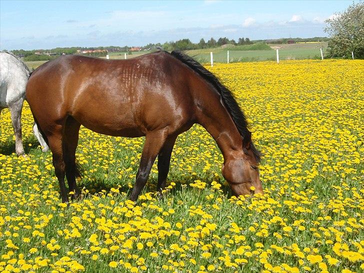 Anden særlig race Tatianna [ R.I.P ] - Foto: Jannie Julsbæk billede 11