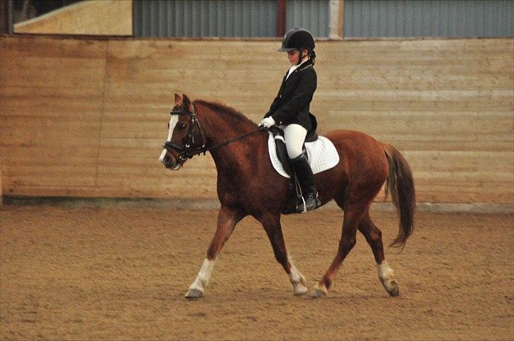 Welsh Pony af Cob-type (sec C) Dorthealyst Palour Maid *solgt*.. - Dressur i OHR :) billede 7