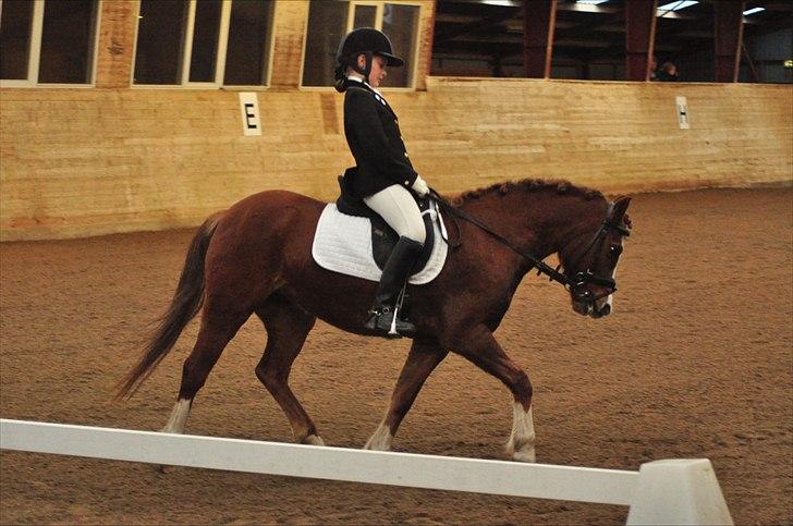 Welsh Pony af Cob-type (sec C) Dorthealyst Palour Maid *solgt*.. - Dressur i OHR :) billede 12