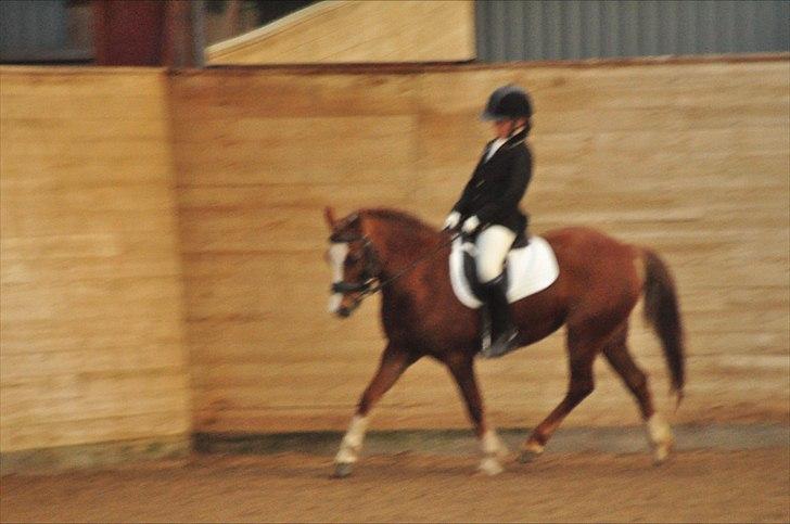 Welsh Pony af Cob-type (sec C) Dorthealyst Palour Maid *solgt*.. - Dressur i OHR :) billede 13