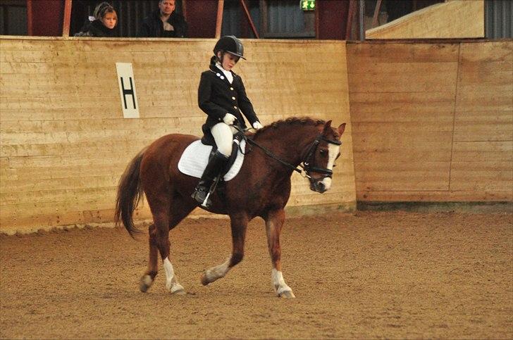 Welsh Pony af Cob-type (sec C) Dorthealyst Palour Maid *solgt*.. - Dressur i OHR :) billede 14