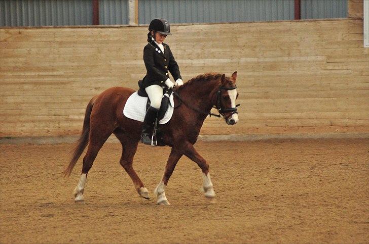 Welsh Pony af Cob-type (sec C) Dorthealyst Palour Maid *solgt*.. - Dressur i OHR :) billede 15